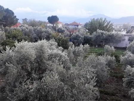 Köyceğiz Toparlarda Satılık Göl Manzaralı İmarlı Arsalar