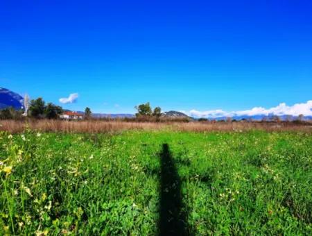 Muğla Ortaca Dalyanda Satılık Yol Cepheli 9300 M2 Yatırıma Uygun Verimli Arazi