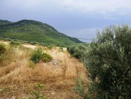 Köyceğiz Zeytinalanında Satılık Göl Manzaralı 21,248 M2 Tarla