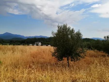 Köyceğiz Zeytinalanında Satılık Göl Manzaralı 21,248 M2 Tarla