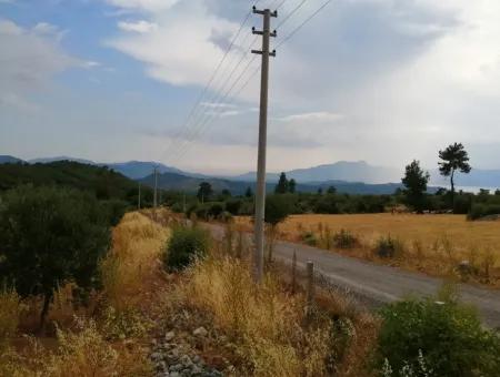 Köyceğiz Zeytinalanında Satılık Göl Manzaralı 21,248 M2 Tarla