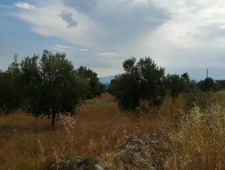 Köyceğiz Zeytinalanında Satılık Göl Manzaralı 21,248 M2 Tarla