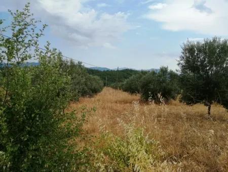 Köyceğiz Zeytinalanında Satılık Göl Manzaralı 21,248 M2 Tarla