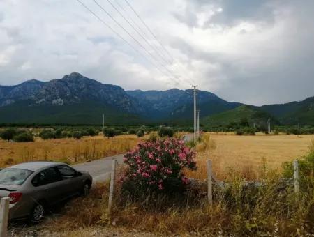 Köyceğiz Zeytinalanında Satılık Göl Manzaralı 21,248 M2 Tarla