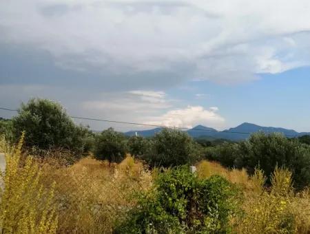 Köyceğiz Zeytinalanında Satılık Göl Manzaralı 21,248 M2 Tarla