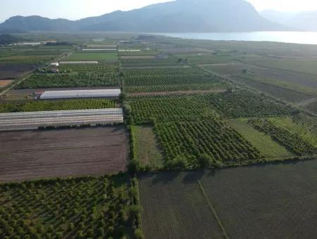 Ortaca Eskiköy De Satılık Nar Bahçesi, 10 000 M2