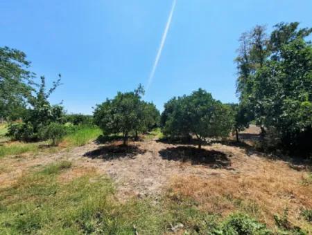 Köyceğiz Toparlarda Satılık 20,208 M2 Müstakil Arazi Ve Eski Taş Ev
