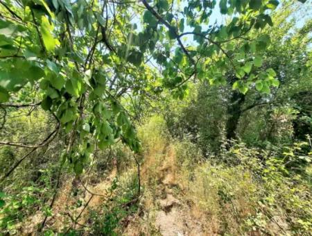 Köyceğiz Toparlarda Satılık 20,208 M2 Müstakil Arazi Ve Eski Taş Ev