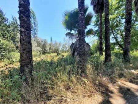 Köyceğiz Toparlarda Satılık 20,208 M2 Müstakil Arazi Ve Eski Taş Ev