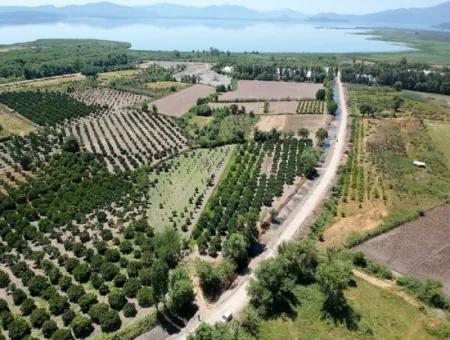 Köyceğizde Göle Yakın 2 650 M2 Müstakil Tapulu Bahçe Satılık