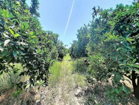 Köyceğizde Göle Yakın 2 650 M2 Müstakil Tapulu Bahçe Satılık
