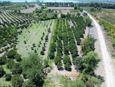 Köyceğizde Göle Yakın 2 650 M2 Müstakil Tapulu Bahçe Satılık