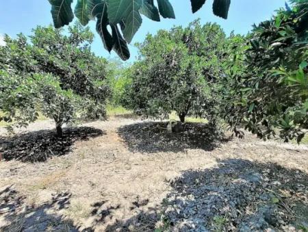 Köyceğizde Göle Yakın 2 650 M2 Müstakil Tapulu Bahçe Satılık