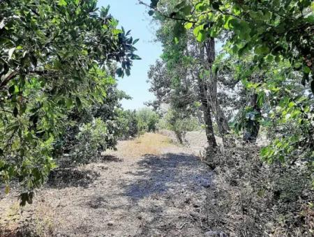Köyceğizde Göle Yakın 2 650 M2 Müstakil Tapulu Bahçe Satılık