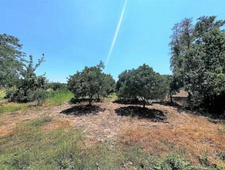 Köyceğizde Göle Yakın 2 650 M2 Müstakil Tapulu Bahçe Satılık