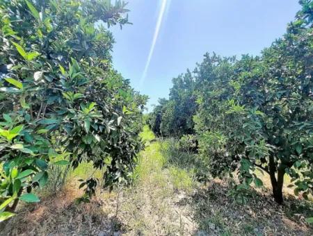 Köyceğizde Göle Yakın 2 650 M2 Müstakil Tapulu Bahçe Satılık