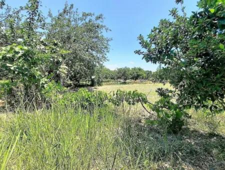 Köyceğizde Göle Yakın 2 650 M2 Müstakil Tapulu Bahçe Satılık