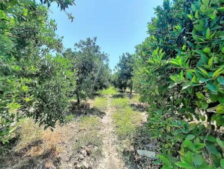 Köyceğizde Göle Yakın 2 650 M2 Müstakil Tapulu Bahçe Satılık