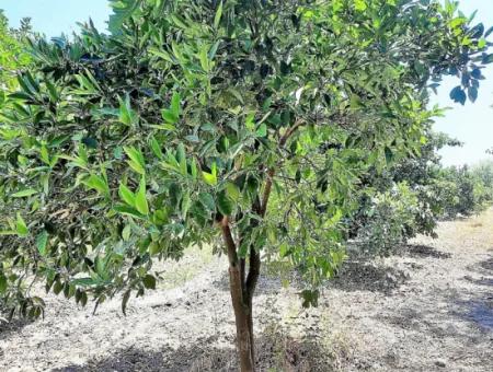 Köyceğizde Göle Yakın 2 650 M2 Müstakil Tapulu Bahçe Satılık