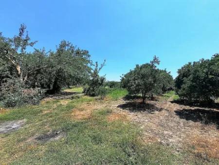 Köyceğizde Göle Yakın 2 650 M2 Müstakil Tapulu Bahçe Satılık
