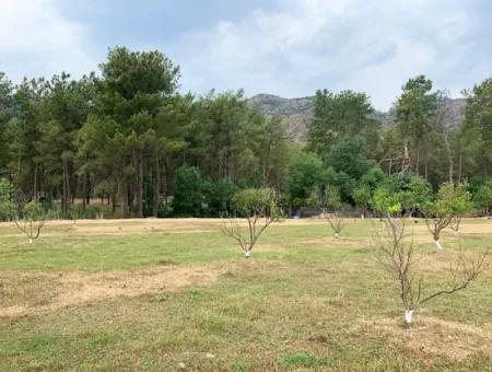 Ortaca Çaylıda Çam Ormanı İçinde Çay Kenarı 10345 M2 Arazi Ve Müstakil Ev Satılık