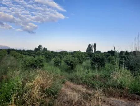 Köyceğiz Toparlarda Müstakil Portakal Ve Mandalina Bahçesi Satılık