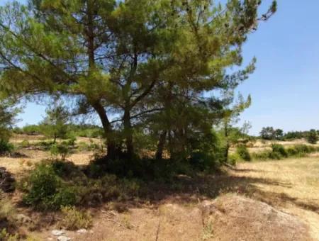 Muğla Menteşe Denizovada 1869 M2 Kelepir Tarla Satılık