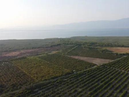 Muğla Ortaca Tepearasında Satılık Nar Bahçesi