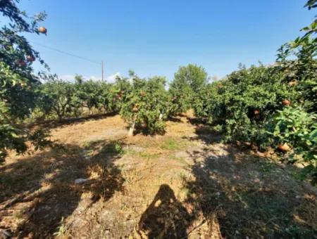 Muğla Ortaca Dalyanda 7520 M2 Bakımlı Müstakil Nar Bahçesi Satılık