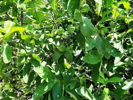 Ortaca Yeşilyurtta Satılık Fırsat Limon Bahçesi