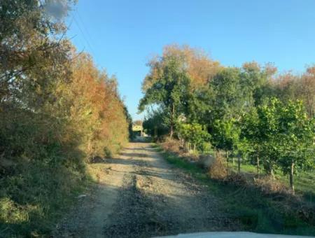 Ortaca Güzelyurt Da Kelepir 28.394 M2 Nin 4500 M2 Si Tarla Satılık