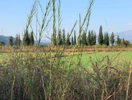 Ortaca Güzelyurt Da Kelepir 28.394 M2 Nin 4500 M2 Si Tarla Satılık