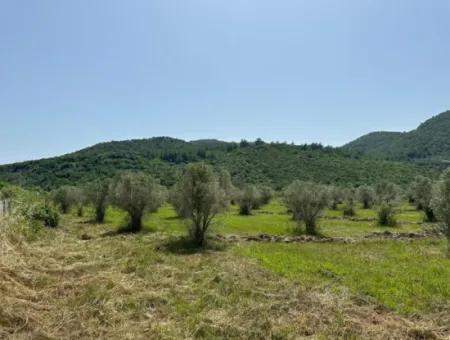 Ortaca Fevziye De 250 M2 İnşaat İzinli Arsalar Satılık