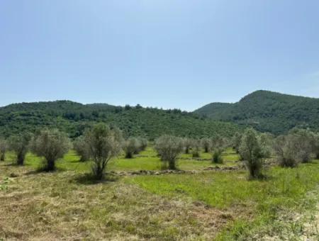 Ortaca Fevziye De 250 M2 İnşaat İzinli Arsalar Satılık