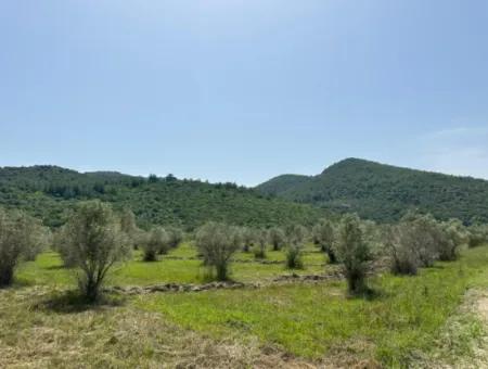 Ortaca Fevziye De 250 M2 İnşaat İzinli Arsalar Satılık