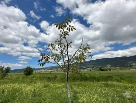 Çameli Belevi Nde Satılık 1083 M2