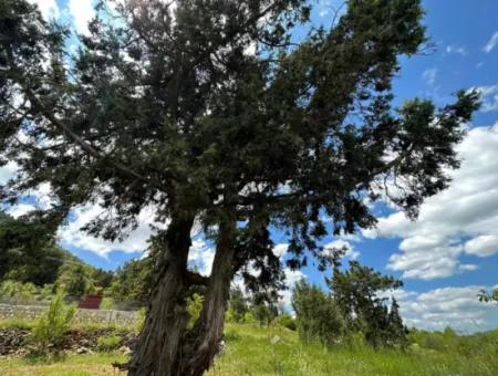 Çameli Belevi Nde Satılık 1083 M2