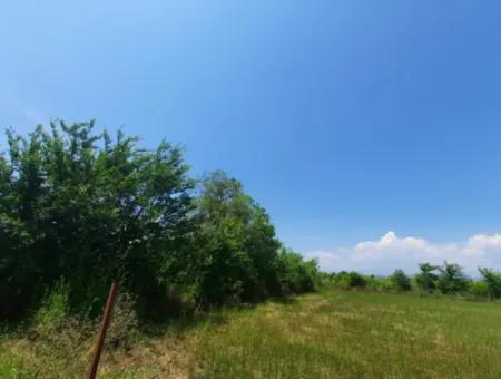 Muğla Güzelyurtta Satılık 15 600 M2 Limon Bahçesi
