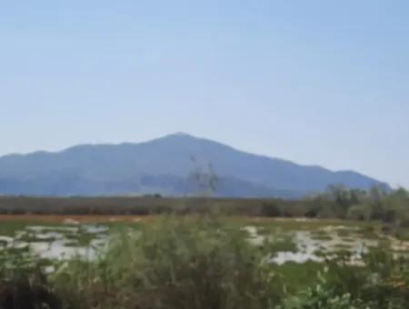 Muğla  Dalyanda 17,500 M2 Kanala Yakın Müstakil Kelepir Arazi Satılık