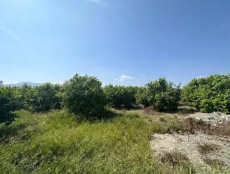 Dalyan Eskiköy De 15 000 M2 Limon Bahçesi Satılık
