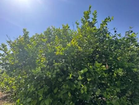 Dalyan Eskiköy De 15 000 M2 Limon Bahçesi Satılık