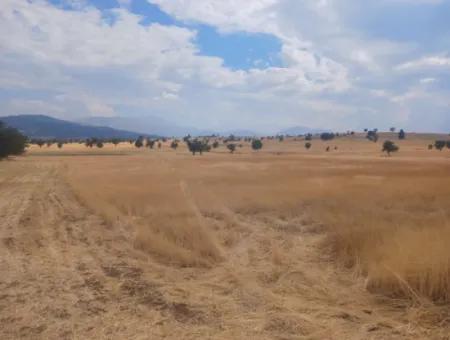 Muğla Seydikemer Yayla Karaçulhada 2 380 M2 Müstakil Verimli Kelepir Arazi Satılık Veya Takas