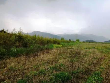 Güzelyurt Ta Satılık Bakımlı Nar Bahçesi