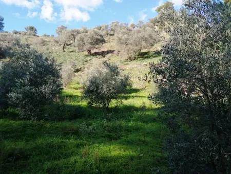 Muğla Ortaca Gökbelde Satılık Kelepir Zeytinlik Tarla