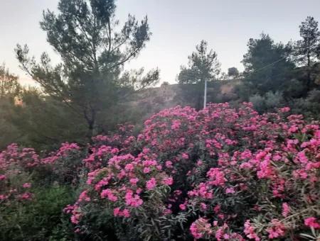 Muğla Ortaca Gökbel De Satılık Müstakil Tapulu 238 M2 Hobi Bahçesi Arazi