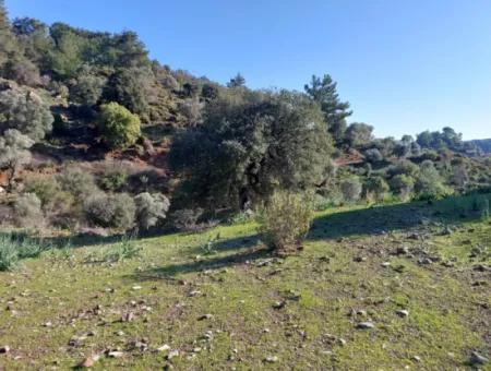 Ortaca Gökbelde Müstakil Tapulu Deniz Manzaralı 5.216 M2, 2B Arazi Satılık