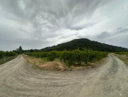 Muğla Dalyan’da 6.250 M² Bakımlı Kelepir Nar Bahçesi Satılık
