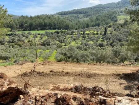 Milas Karacahisarda 2500 M2 Düz Verili Müstakil Arazi Acil Satılık, Teklife Açık
