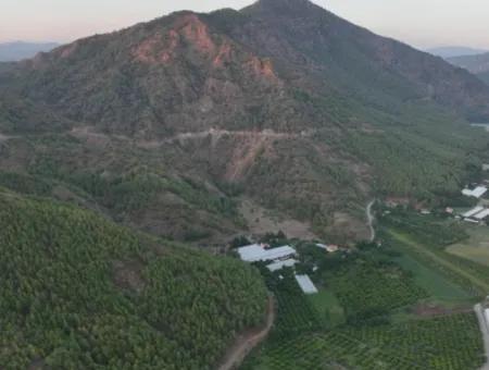 Ortaca Çaylı’da 150 M² İnşaat Hakkı Olan Müstakil 5.000 M² Limon Bahçesi Satılık Veya Takas