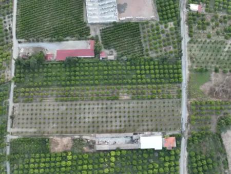Ortaca Çaylı’da 150 M² İnşaat Hakkı Olan Müstakil 5.000 M² Limon Bahçesi Satılık Veya Takas